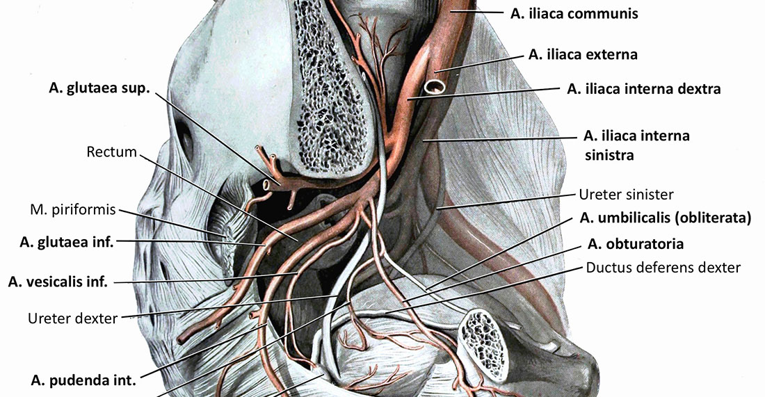 Anatomie lernen mit den Eselsbrücken von Meditricks.de