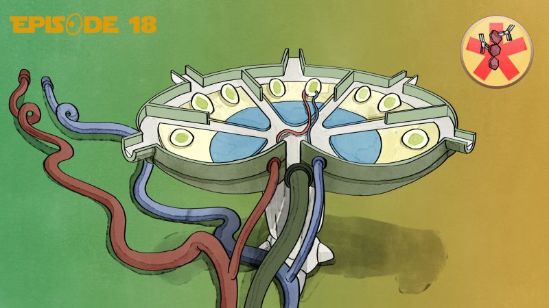 Adaptive Immunantwort in den Lymphknoten (Übersicht)